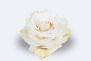 Mondial Roses by Colombia Direct