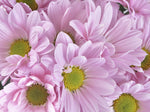 Atlantis Pink - Daisy Pom