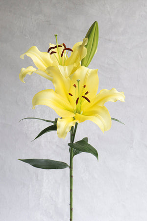 Yellow OT Lilies