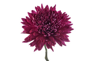 Bachata - Cremon Blooms