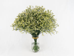 White Limonium