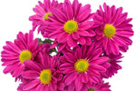 Cancan - Daisy Pom