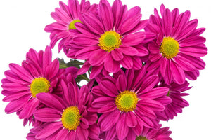 Cancan - Daisy Pom