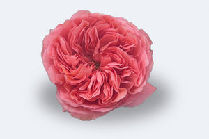 Candy X-Pression (Garden Rose)