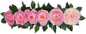 Constance (David Austin)