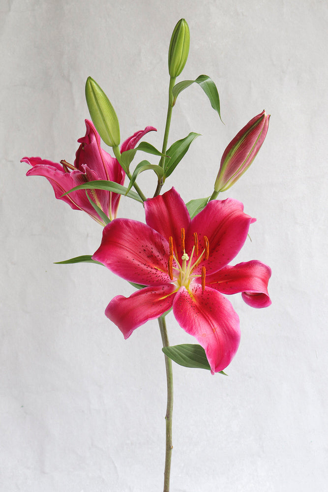 Hot Pink OT Lilies