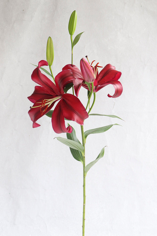 Red OT Lilies