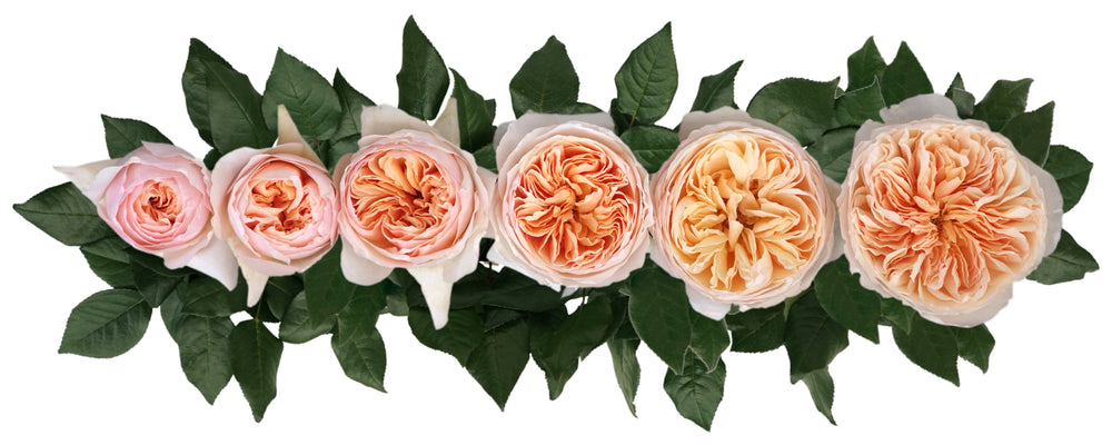 Juliet (David Austin)