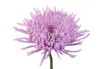 Anastasia Lilac - Spider Blooms