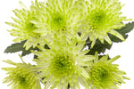 Maisy Lime - Cushion Pom
