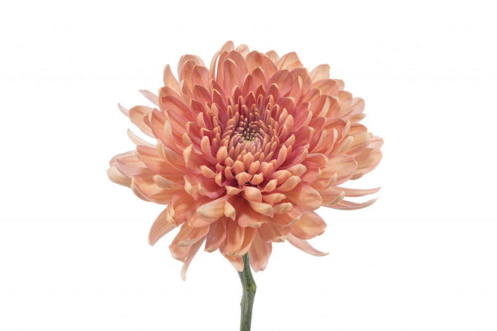 Linette - Cremon Blooms