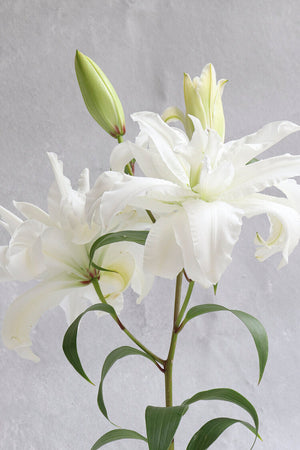 Monica - Double Lilies