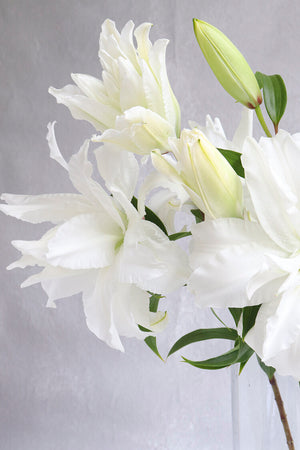 Monica - Double Lilies