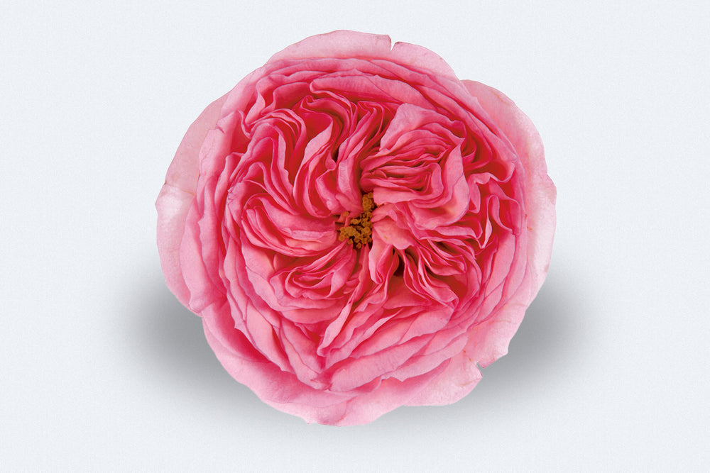 Mariatheresia (Deluxe)