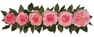 Mayra's Rose (Deluxe)
