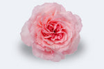 Mayra's Rose (Deluxe)