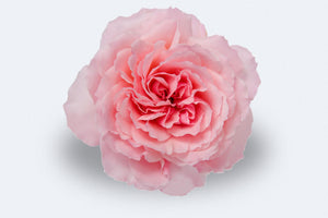 Mayra's Rose (Deluxe)