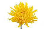 Anastasia Yellow - Spider Blooms