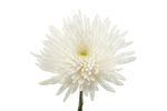 Topspin - Spider Blooms
