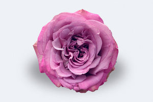 Queens Crown