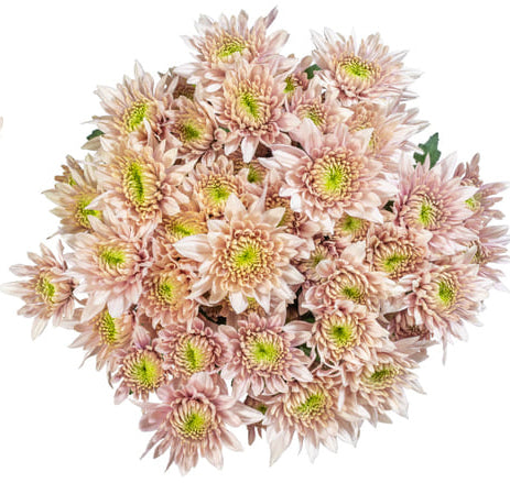 Romancero - Cushion Pom