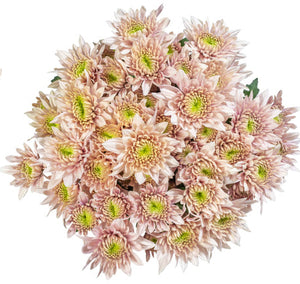 Romancero - Cushion Pom