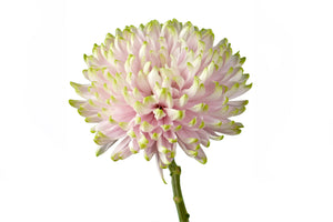 Rossano Charlotte - Cremon Blooms