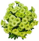 Shrek - Daisy Pom