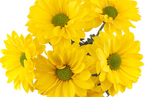 Sunny Reagan - Daisy Pom
