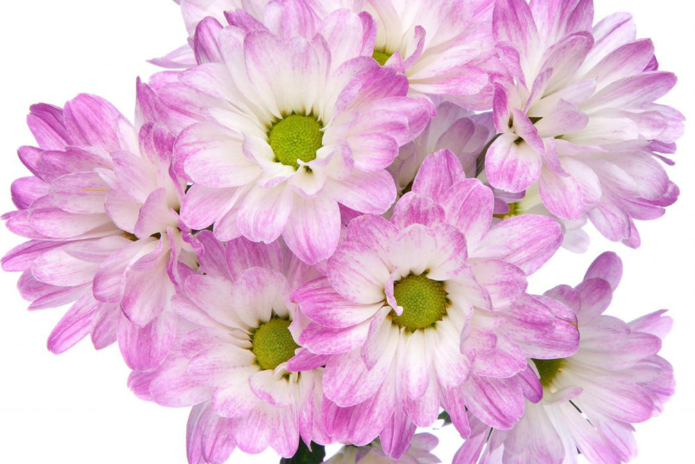 Tintipan - Daisy Pom