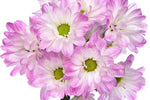Tintipan - Daisy Pom
