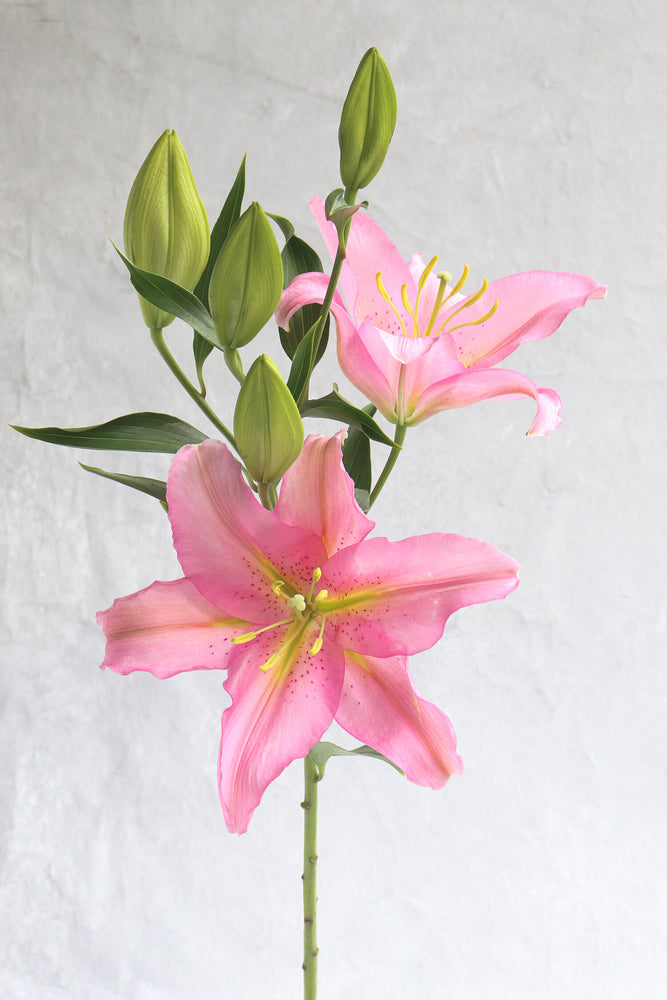 Pink OT Lilies