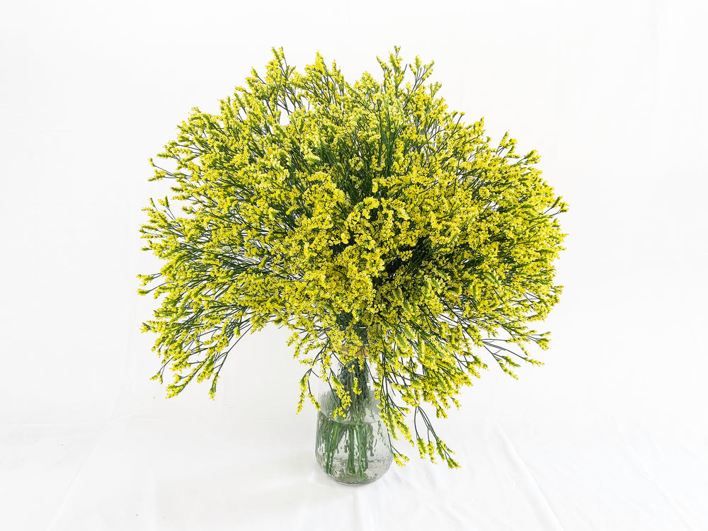 Yellow Limonium