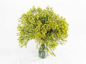 Yellow Limonium