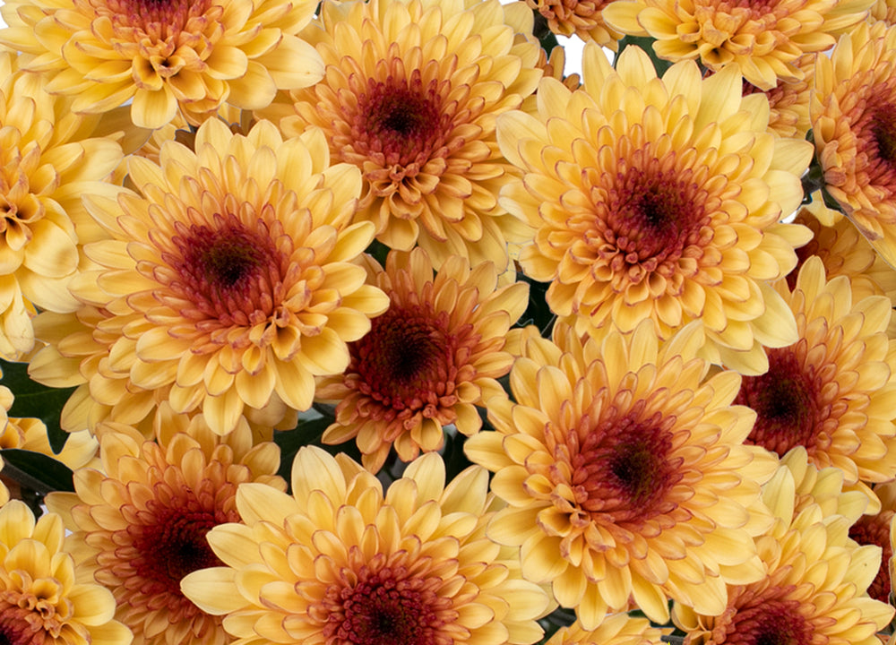 Creme Brulee - Cushion Pom