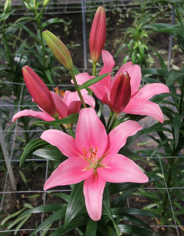 Indian Summers - LA Lilies