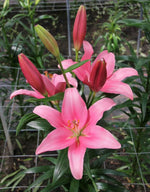 Indian Summers - LA Lilies