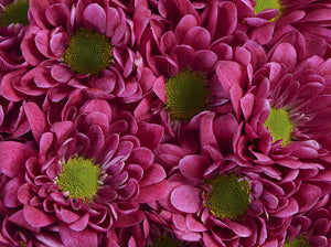 Amethyst Dark - Daisy Pom