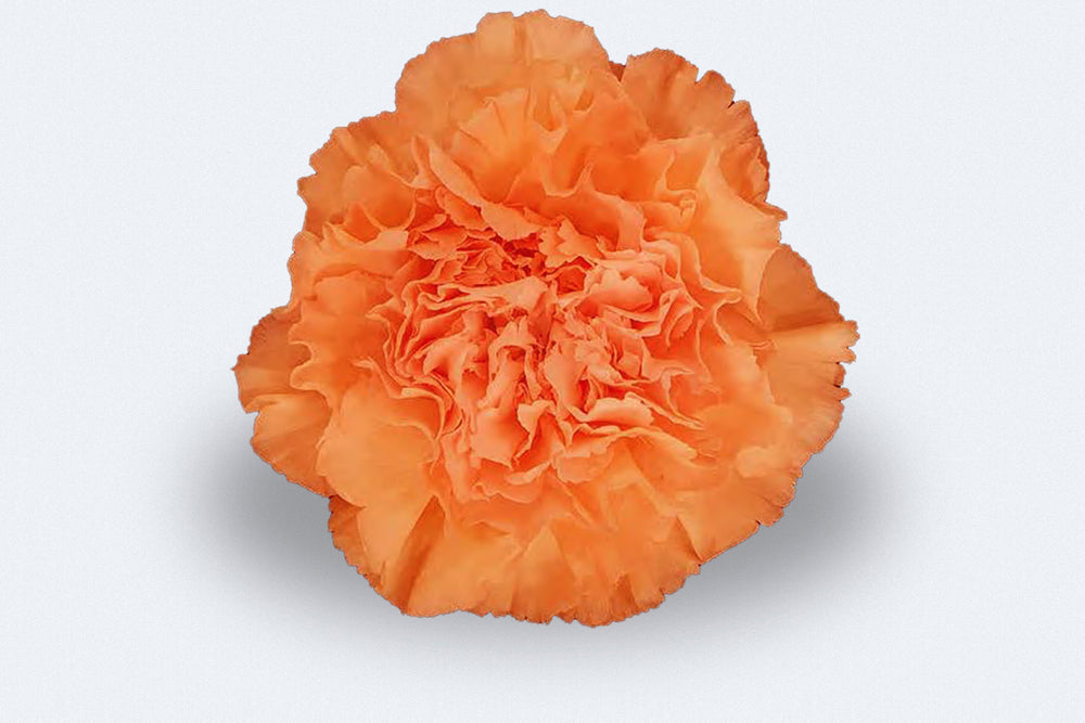 Mandarina Carnations by Colombia Direct