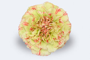 Colombian roses UK
