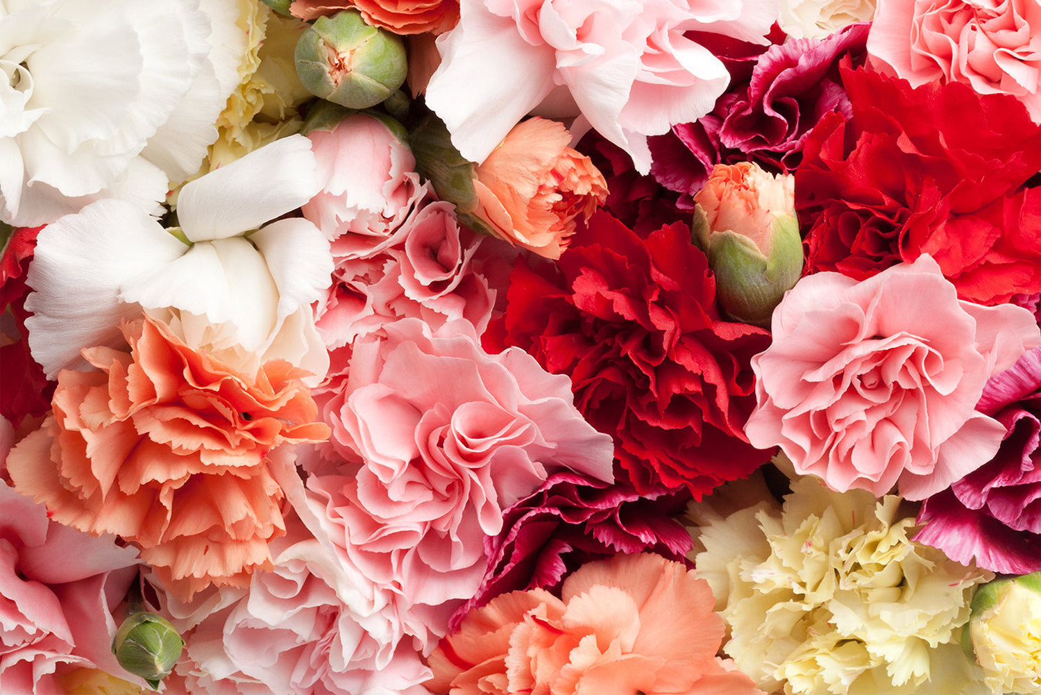 Colombia Direct - Assorted Carnations