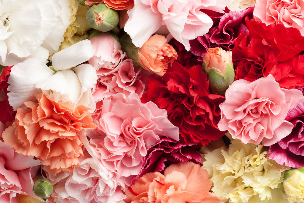 Assorted 'Novelty Mix' Carnations Box