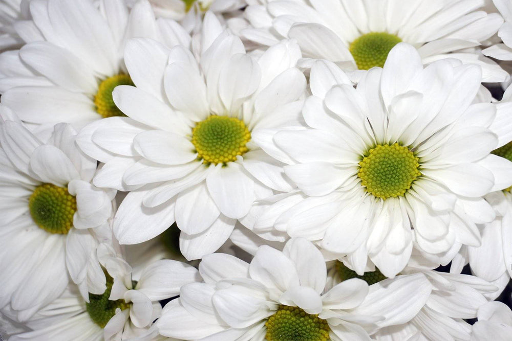 White Reagan - Daisy Pom