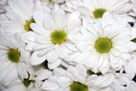 White Reagan - Daisy Pom