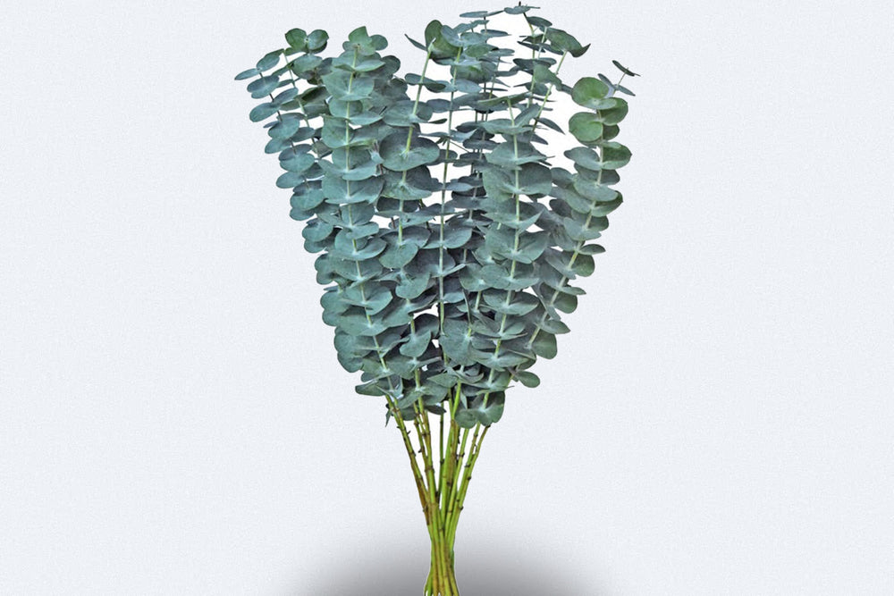 Eucalyptus - Baby Blue