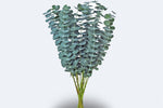 Eucalyptus - Baby Blue