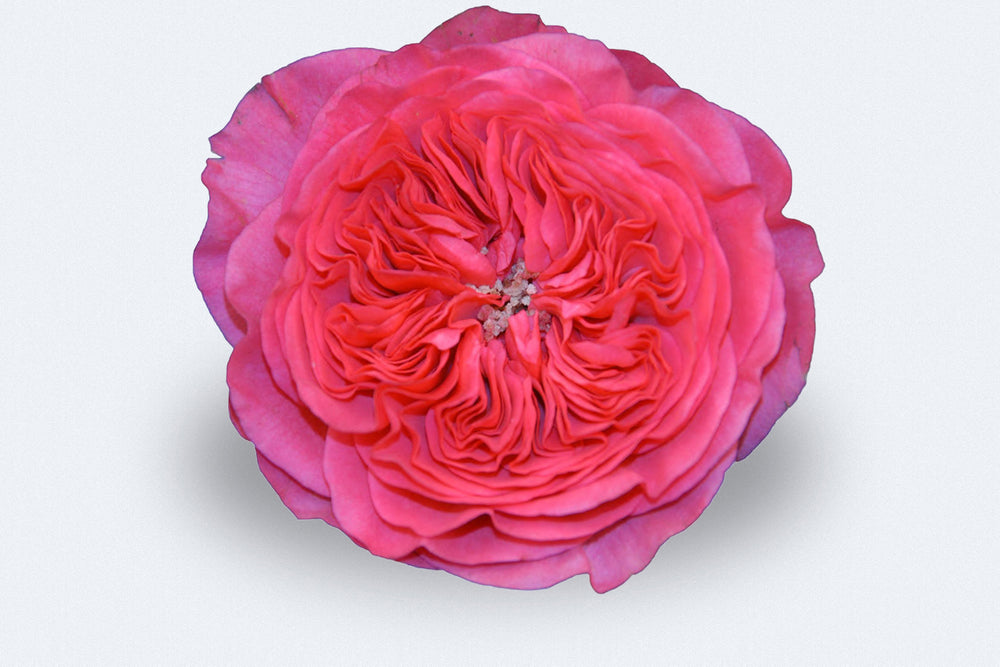 Point Roses Deluxe Deluxe Garden Roses – Colombia Direct