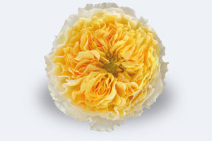 Colombian roses UK