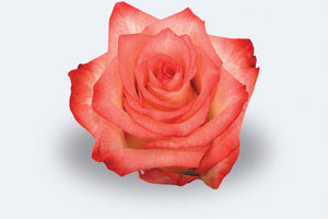 Blush Roses by Colombia Direct