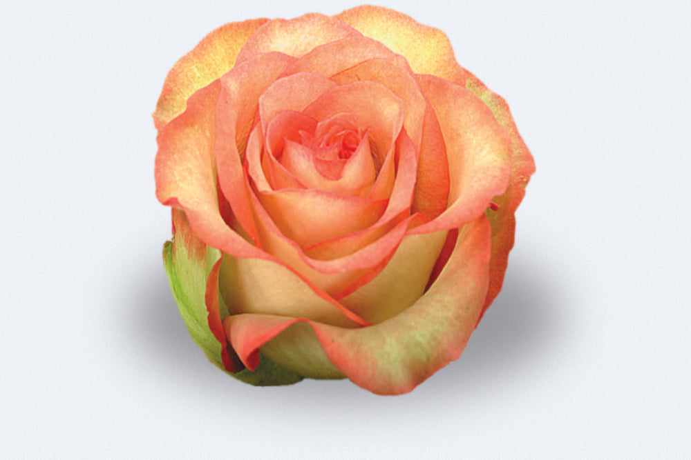 Boheme Roses by Colombia Direct